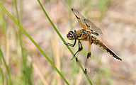 Four-spotted Chaser (Male, Libellula quadrimaculata)